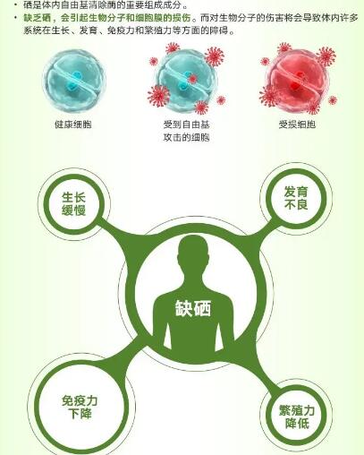醫用绿巨人视频污APP廠家提醒關愛男性健康，硒元素也不能少！